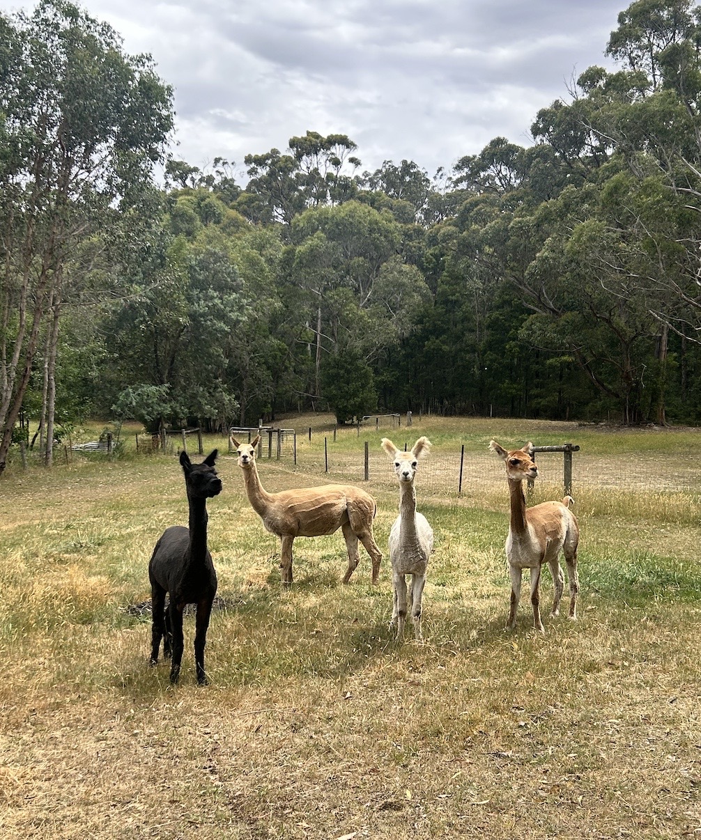 Our curious Alpacas